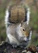 Grey Squirrel (Sciurus carolinensis)