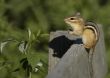 Eastern Chipmunk (Tamias striatus)