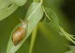 Garden Snail (Helix aspersa)