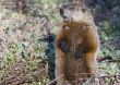 Groundhog (Marmota monax)