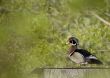 Wood Duck (Aix sponsa)