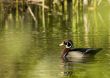 Wood Duck (Aix sponsa)