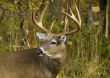 Buck Whitetail Deer (Odocoileus virginianus)