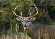 Buck Whitetail Deer (Odocoileus virginianus)