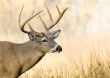 Buck Whitetail Deer (Odocoileus virginianus)