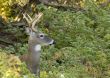 Buck Whitetail Deer (Odocoileus virginianus)