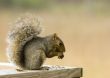 Grey Squirrel (Sciurus carolinensis)