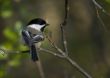 Black-capped Chickadee (Parus atricapillus)