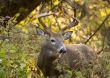 Buck Whitetail Deer (Odocoileus virginianus)