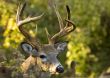 Buck Whitetail Deer (Odocoileus virginianus)