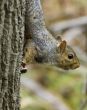 Grey Squirrel (Sciurus carolinensis)