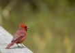 Cardinal (Cardinalis cardinalis)