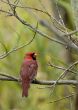 Cardinal (Cardinalis cardinalis)