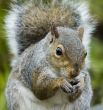 Grey Squirrel (Sciurus carolinensis)