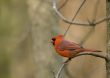 Cardinal (Cardinalis cardinalis)