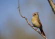 Cardinal (Cardinalis cardinalis)