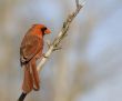 Cardinal (Cardinalis cardinalis)