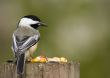 Black-capped Chickadee (Parus atricapillus)