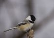 Black-capped Chickadee (Parus atricapillus)