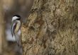 Black-capped Chickadee (Parus atricapillus)