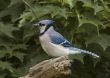 Blue Jay (Cyanocitta cristata)