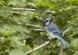 Blue Jay (Cyanocitta cristata)