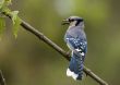 Blue Jay (Cyanocitta cristata)