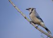 Blue Jay (Cyanocitta cristata)