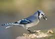 Blue Jay (Cyanocitta cristata)