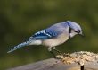 Blue Jay (Cyanocitta cristata)