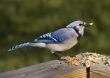 Blue Jay (Cyanocitta cristata)