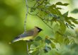 Cedar Waxwing (Bombycilla cedrorum)