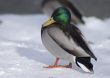 Mallard Duck (Anas platyrhynchos)