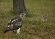 Red-tailed Hawk (Buteo jamaicensis)