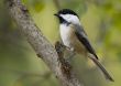 Black-capped Chickadee (Parus atricapillus)