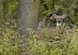Whitetail Deer (Odocoileus virginianus)