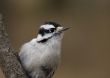 Downy Woodepecker (Picoides pubescens)