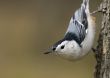 White-breasted Nuthatch (Sitta carolinensis)