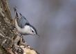 White-breasted Nuthatch (Sitta carolinensis)