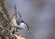 White-breasted Nuthatch (Sitta carolinensis)