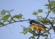 Baltimore Oriole (Icterus galbula)