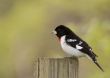 Rose-breasted Grosbeak (Pheucticus ludovicianus)