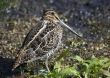 Common Snipe (Capella gallinago}