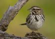 Song Sparrow (Melospiza melodia)