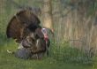 Wild Turkey (Meleagris gallopavo)