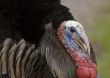 Wild Turkey (Meleagris gallopavo)