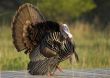 Wild Turkey (Meleagris gallopavo)