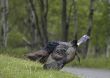 Wild Turkey (Meleagris gallopavo)