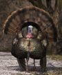 Wild Turkey (Meleagris gallopavo)