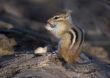 Eastern Chipmunk (Tamias striatus)